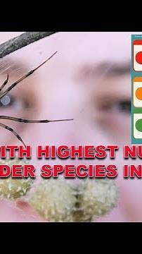 Which US States Have the Most Spider Species? Find Out Now!