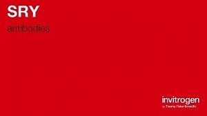 SRY antibodies from Thermo Fisher Scientific
