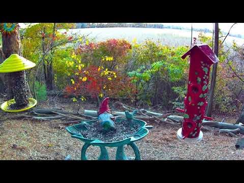 Bird Feeder LIVE Cam 🐦- Massachusetts