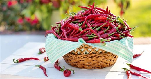 Why humans are the only animal that enjoys eating hot peppers