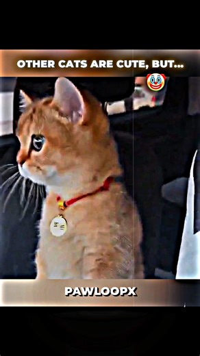 The strongest cat ever? ☠️ #trollface #cat