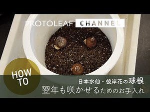 [Gardening] How to plant bulbs that will bloom again next year - Japanese daffodils and red spide...