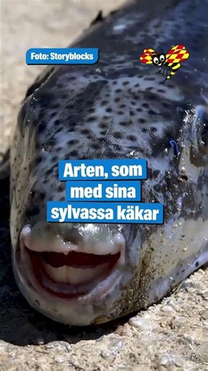 Varning: Extremt giftig fisk sprider sig i Medelhavet