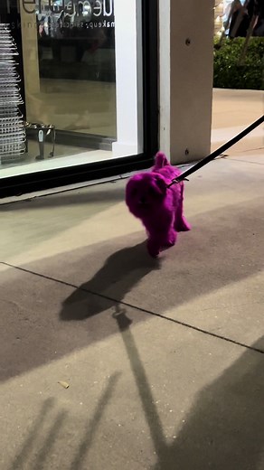 who let the dogs out song ? #dog #pinkdog