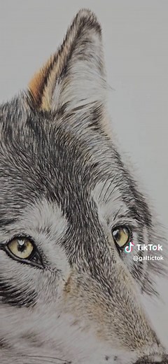 Color Pencil Wolf Drawing Tutorial on My Patreon