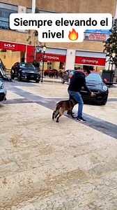 Siempre elevando el nivel 🔥 #perros #mascotas #perrosfelices #mascotasfelices #educacioncanina #perrofeliz #perrosgraciosos #educacioncanina #entrenamientocanino #obedienciacanina | EduCan Training