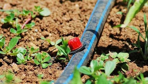 3 Best Watering Systems For Raised Gardens (#3 Is My Choice)