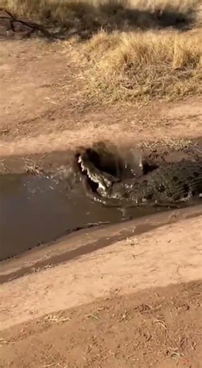 leopard vs buffalo #animallove #leopard #buffalo #crocodile #shorts