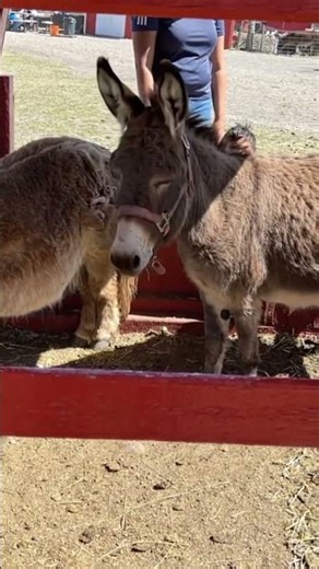 Adoring This Cute Miniature Donkey! 🐴 Sweet Petting Zoo Animal Friends