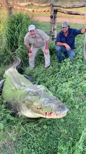 This 2000 pound croc doesn’t need to mind his manners! 🐊 🍗 🐖