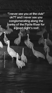 Experience the Sandhill Cranes at Rowe Sanctuary