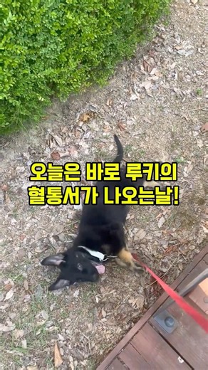혈통 있는 셰퍼드 강아지 키우면 꼭 받는다는 이것의 정체는??