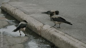 Close-up, Crows Drink Water from Puddle on Asphalt Early In the Morning