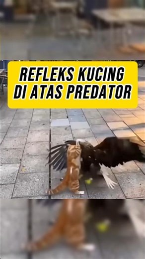 😱Refleks Kucing di Atas Predator??