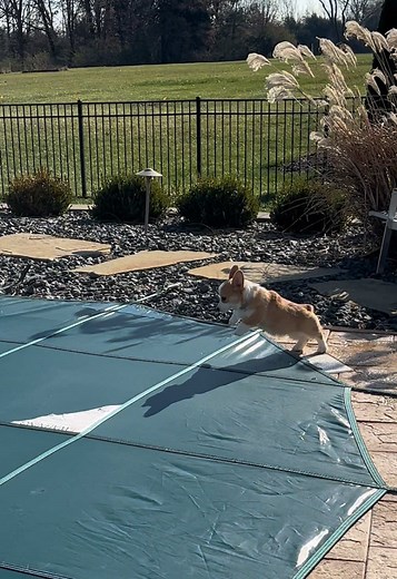 Corgi Puppy Adventures in the Backyard