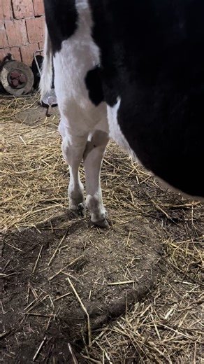 Life on the Farm with Lady Bobana