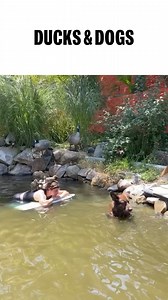 232K views · 3.7K reactions | Doesn’t this dog look like a bear?  | Cesar Millan | Facebook