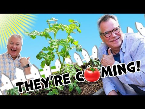 Tips for Achieving a Tomato Bumper Crop!