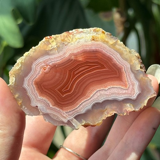 Laguna Agate From Chihuahua, Mexico /banded Parallax Agate Half Cut Polished Mineral Crystal Natural - Etsy