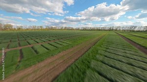 Field of Ukraine, cultivation of crops, young sprouts , food, Aerial view of green fields in spring. Beautiful spring rural landscape, Rural landscape, panorama, field in the rays of the summer sun