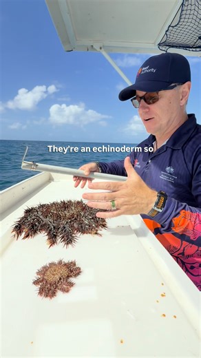 A new Crown-of-thorns starfish outbreak is happening off the coast of Cairns and our Chief Scientist Roger Beeden explains why. The Reef Authority runs the Crown-of-thorns starfish (COTS) Control Program, where vessels of trained divers are deployed to key reefs across the Great Barrier Reef to help tackle outbreaks. COTS control is the most targetable and effective way humans can protect the Reef. Since 2012, the COTS control program has protected over 830,000 hectares of coral reef habitat spa