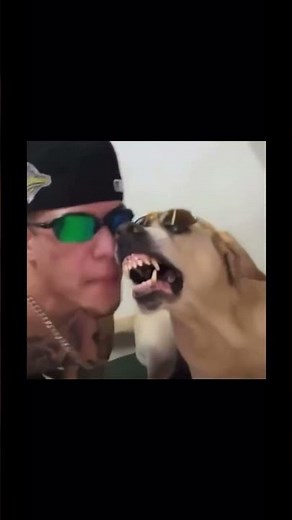 Guy Beat Boxes With Growling Dog - Funny Meme