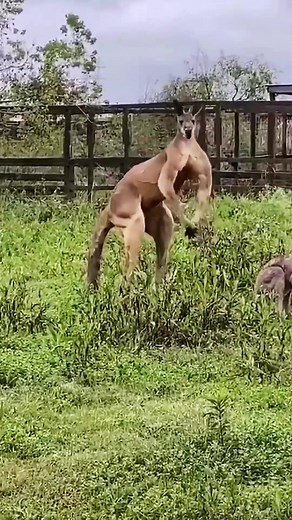Kangaroos Flexing their Muscles… #bodybuilding #muscle #kangaroo