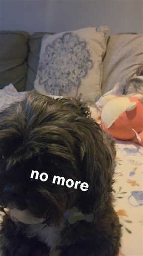 Break time!! 🍗🥩🥓🧭 #ilovemydog #fyp #chewman #dogsoftiktok #breaktime