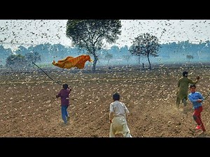 Worst Locusts Attack In Punjab Village After Many Years | Agriculture In Pakistan