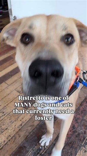 Apply now on our website… please 😭 We urgently need fosters for 20 of our current dogs and cats ‼️ We are flooded with requests from shelters in need but we can’t say yes until we have more people willing to help dogs and cats who need them. Please apply now on our website!! #fosterme #adoptme #dogrescue #redemptionpaws #ontario | Redemption Paws