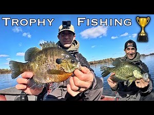 A MONSTER Ate My 10" BLUEGILL