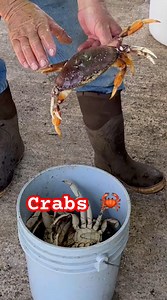 How to clean crab quickly the trick most people miss