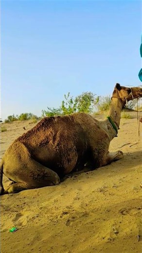 Camel Relaxing in Free Time | Peaceful Desert Moments and Gentle Animal Life