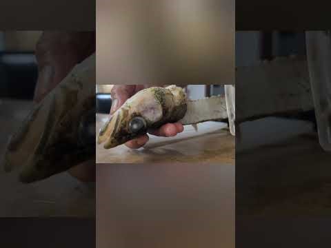 Cooking Walleye preparation for delicious food