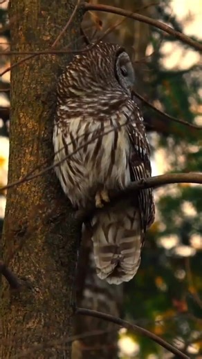 Support for New TikTok Creators and Influencers