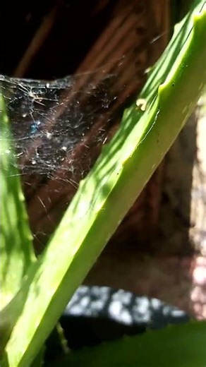 Nature's trap — Spider web on Aloe Vera 🌿🕸️ #aloevera #budgetphone #garden