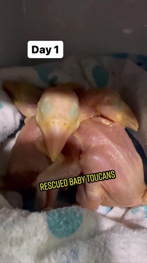 Rescued Baby Toucans' Heartwarming Journey to Independence
