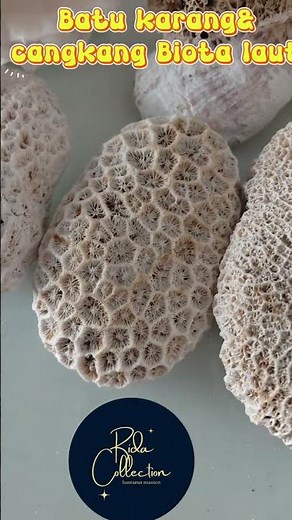 🐚🌊 Judul: Batu Karang & Cangkang Biota Laut (=Coral Stones & Sea Shells – Natural Ocean Beauty)