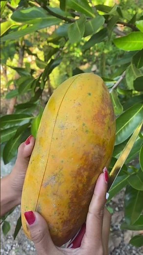 Papaya Fruit #papaya