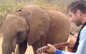 Damon Albarn le canta "Mr Tembo" al elefante de la canción