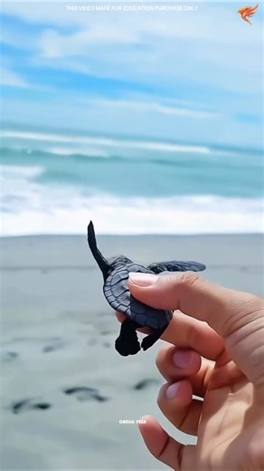 Your Help Can Kill a Whole Generation of Turtles #didyouknow #shorts