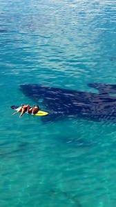 10M views · 222K reactions | : Jaimen Hudson // Two lucky ladies paddle boarding beside a southern right whale mother and calf in Western Australia - an experience of a lifetime! Southern right whales have a gestation period of up to 12 months, and females reproduce every 3-5 years. At birth, the calves are 16-20 ft (4.8-6 m) long and weigh approximately 2,204 lb (1 tonne)!! The calves wean at around 1 year of age. | Ocean Conservation Research - OCR | Facebook