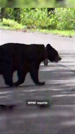 POV camera captures bear stealing bag of Doritos
