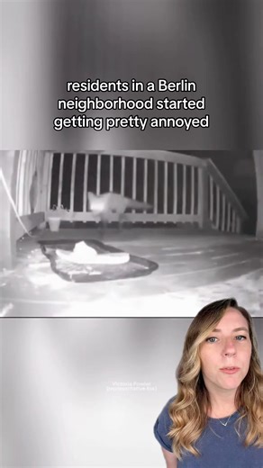 A neighborhood in Berlin started looking for a shoe swiper when shoes of all sizes started disappearing from their yards. 👟 As it turns out, the culprit was a sly, fashion-forward critter who just wanted to play. 🦊 Note: this is not the only shoe-stealing fox in the world! Representative security camera footage was used in this video to show examples of foxes swiping shoes. There was no available footage of this particular Zehlendorf fox actively taking shoes - just the photos of him carrying 