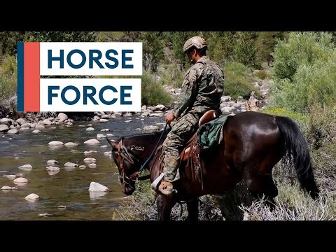 Four-legged Jeep: Why US Marines still use animals in war
