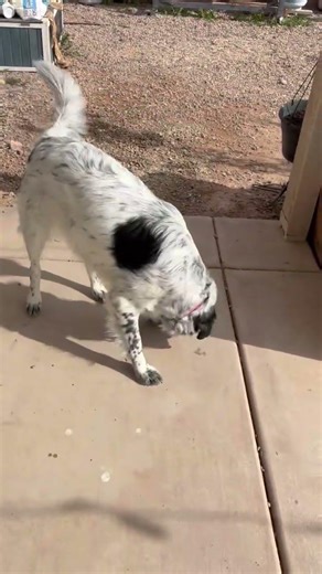 Dottie’s 5-Trick Speedrun 💨