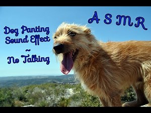 ASMR Dog Panting Sound Effect ~ No Talking | Relaxation | Stress Relief