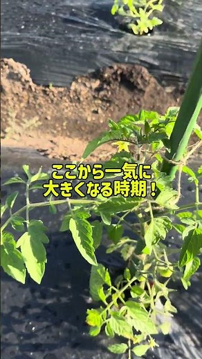 アイコに実がついた！初収穫できるのか？