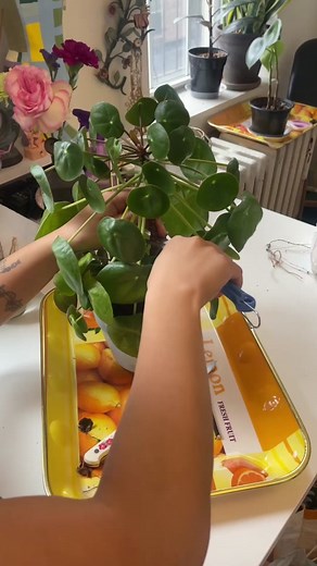 Propagating Pilea Pups: Easy Plant Propagation Techniques