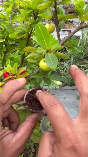 Air layering cap mini 🌿🍒 #satisfying #winatabonsai #fruit #nature